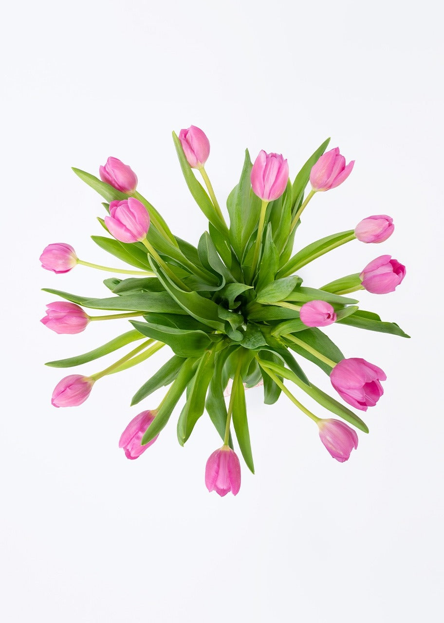 15 Tulipanes Fucsia en Jarrón