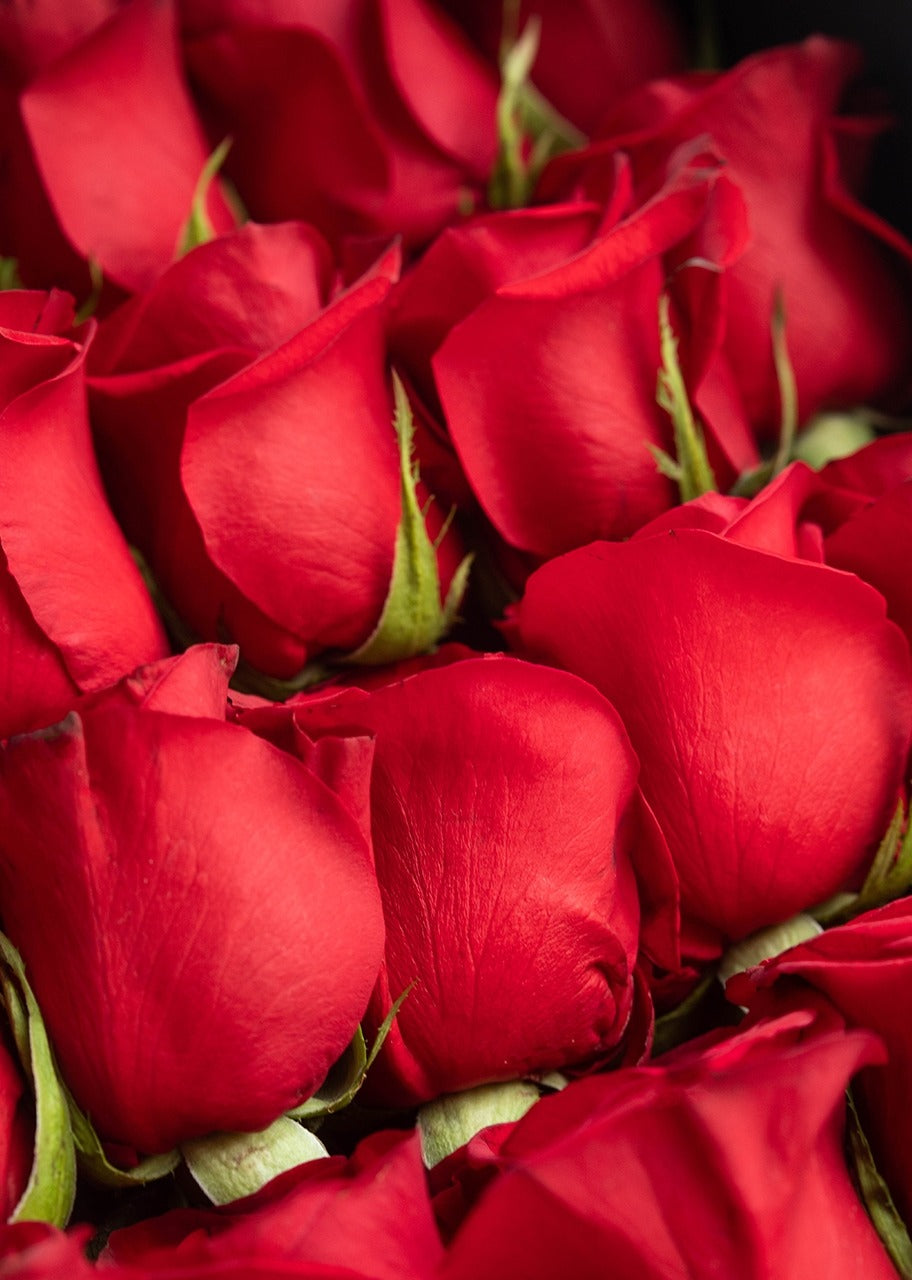 25 Rosas rojas en caja